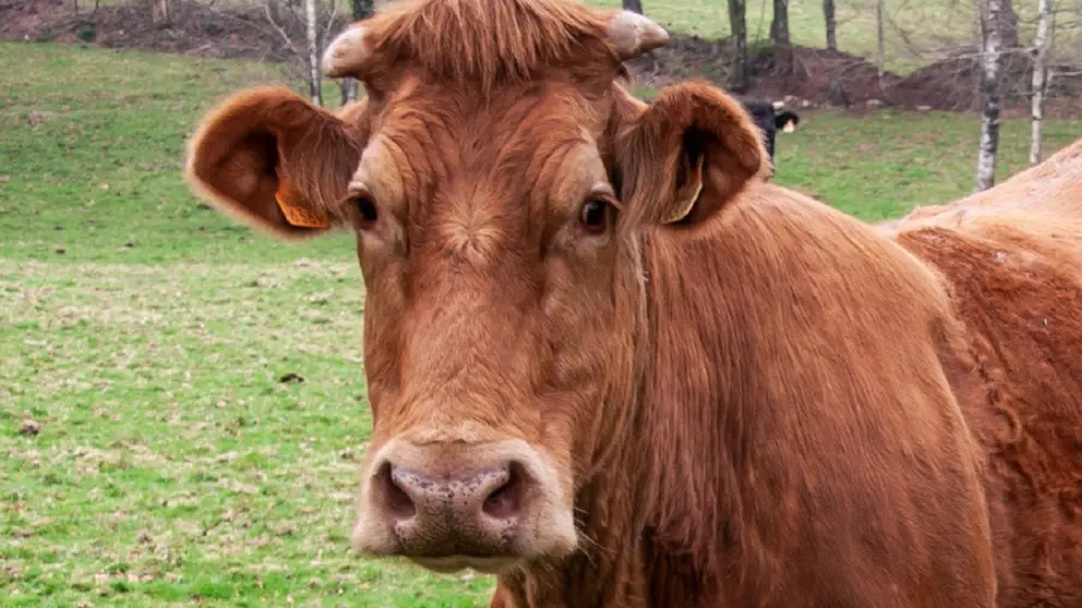 vaca